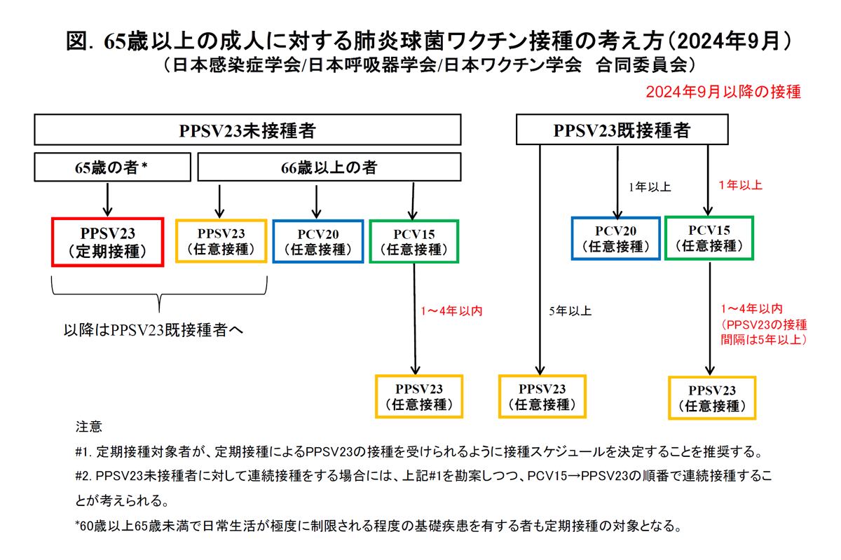 65歳以上の成人に対する肺炎球菌ワクチン接種の考え方 2024年9月