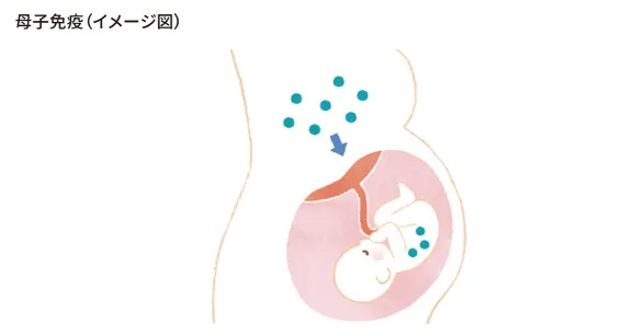 母子免疫 イメージ